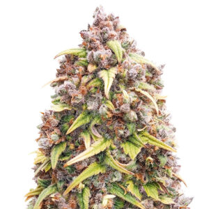 blueberry purple seeds.jpg