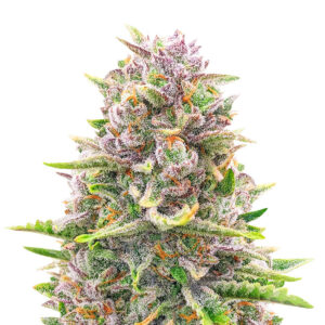 bruce banner auto feminized seeds.jpg
