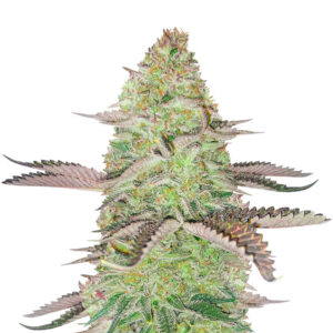 gsc feminized seeds.jpg