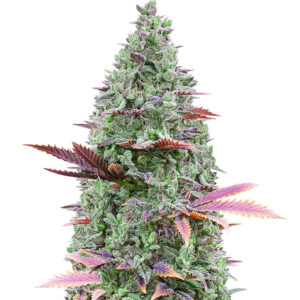 gorilla glue 4.jpg