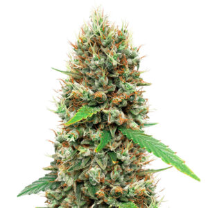 white widow auto strain.jpg